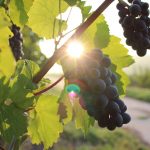 grapes-984493_1280