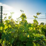 vineyard-1938926_1280