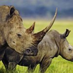 HI_112398_Weisses_Nashorn_Kenia__c__Martin_Harvey_WWF-Canon