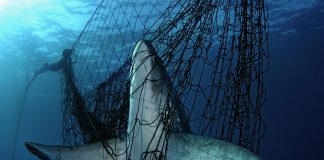 Wie wichtig sind Umweltschutz-Projekte? Umweltschutz-Projekte wollen auf Misstände des menschlichen Umgangs mit der Natur hinweisen. Quelle: WWF