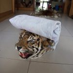 artenschutz – Der Tiger ist vor allem in Myanmar durch gezielte Bejagung für den Handel stark bedroht. __c__Adam_Oswell_WWF