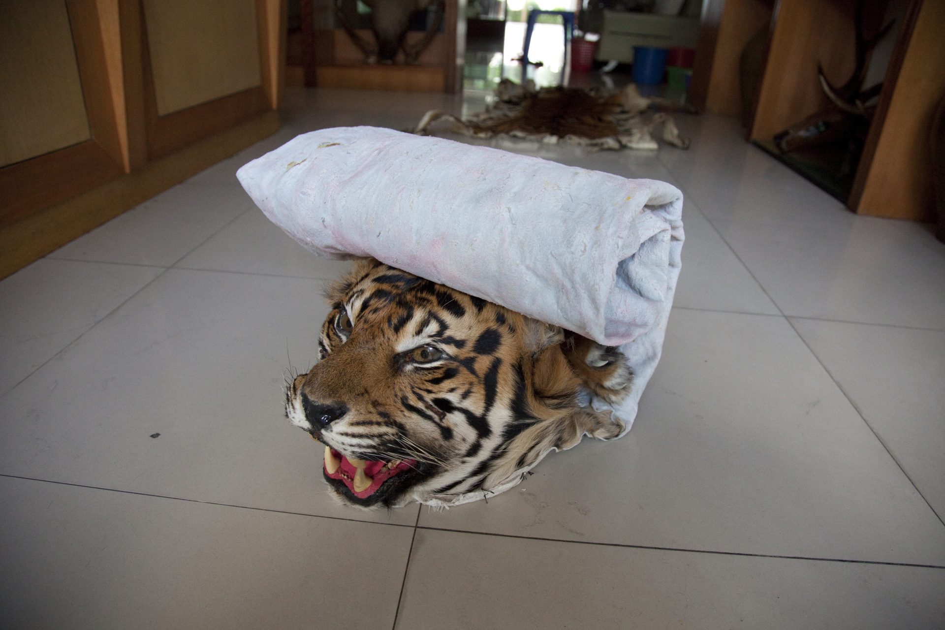 In Myanmar zum beispiel sind Tiger nach gezielten Bejagungen vom Aussterben bedroht. Quelle: WWF