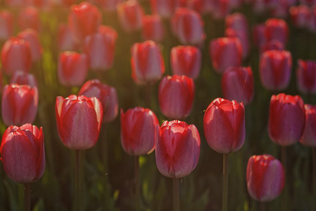 Jetzt lassen die Freilandtulpen nicht mehr lange auf sich warten. Quelle: Pixabay.com