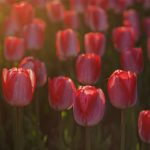 Tulpen-1