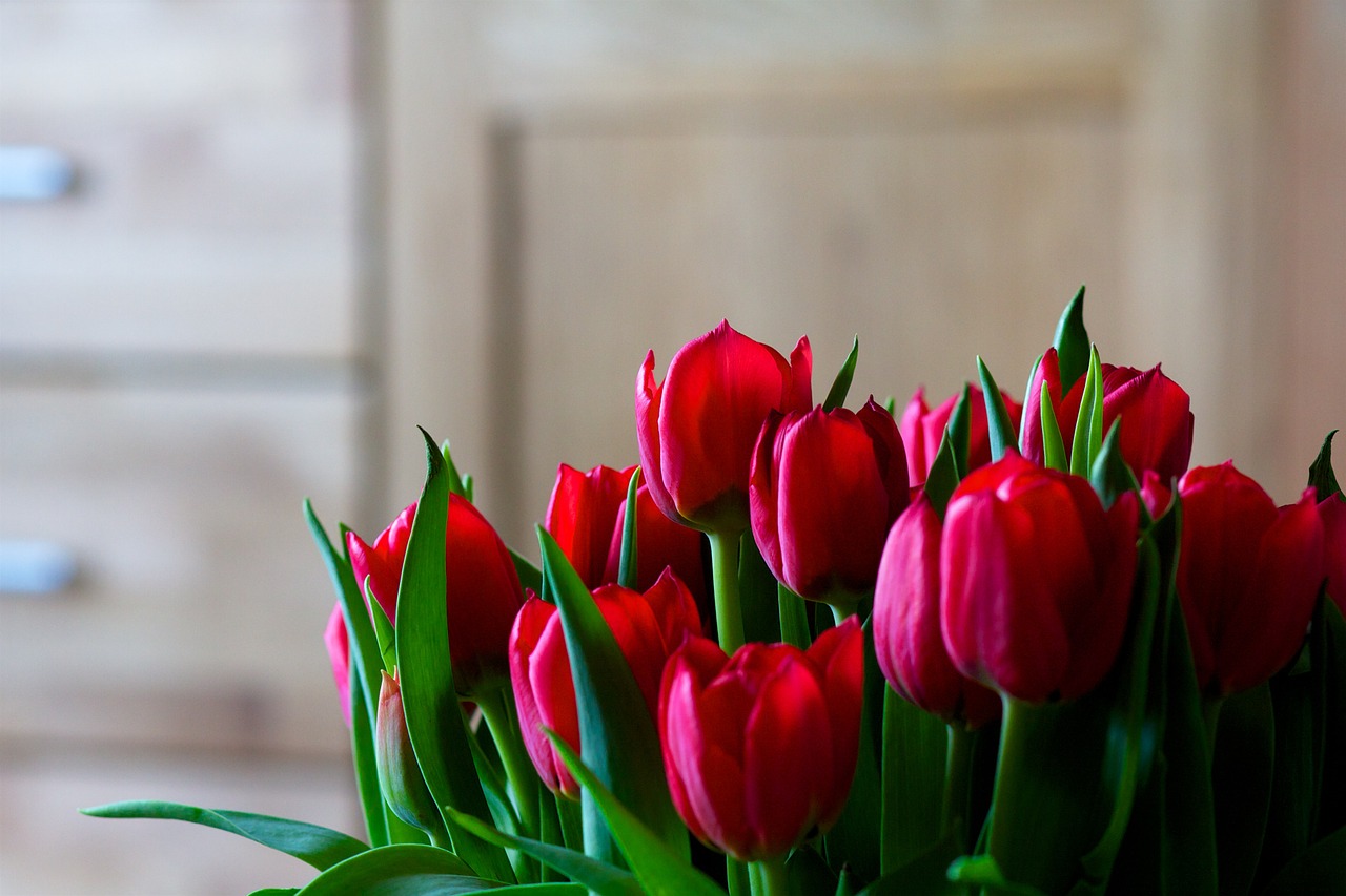 Tulpen. Quelle: Pixabay.com