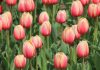 Tulpen – Vorboten des Frühlings Tulpen. Quelle: Pixabay.com