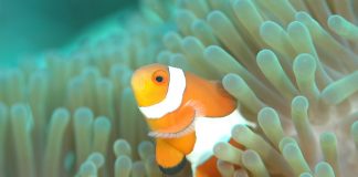 Tauchen im Alter? Tauchen im Alter. Quelle: Pixabay.com