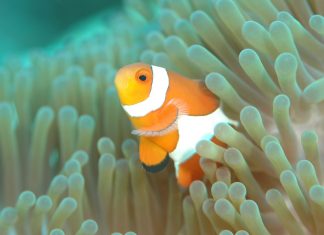 Tauchen im Alter? Tauchen im Alter. Quelle: Pixabay.com