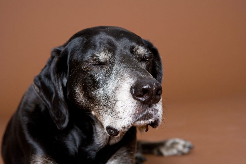 Vor allem ältere Hunde suchen oft ein neues Zuhause und freuen sich gemeinsam mit uns den Lebensabend zu verbringen. Bildquelle: © binebellmann.com