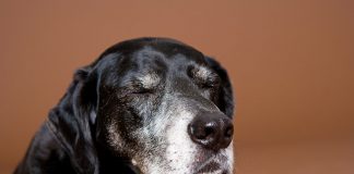 Silberpfoten Stuttgart – Hilfe für Mensch und Tier Vor allem ältere Hunde suchen oft ein neues Zuhause und freuen sich gemeinsam mit uns den Lebensabend zu verbringen. Bildquelle: © binebellmann.com