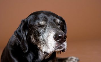 Heute ist: Der Tag des Hundes Vor allem ältere Hunde suchen oft ein neues Zuhause und freuen sich gemeinsam mit uns den Lebensabend zu verbringen. Bildquelle: © binebellmann.com