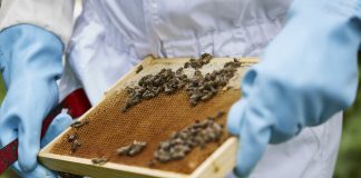 DR. BEE: Bienenhonig aus der Stadt (Teil 2) Arbeit am Bienenstock. Quelle: Bine Bellmann
