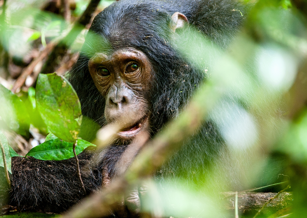 Jane Goodall hat ihr Leben den Schimpansen verschrieben und kämpft seit Jahrzehnten für deren Schutz. Bildquelle: Shutterstock.com