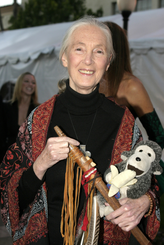 Jane Goodall hat ihr Leben den Schimpansen verschrieben und kämpft seit Jahrzehnten für deren Schutz. Bildquelle: Shutterstock.com