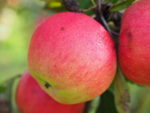 Heute kann man Obst und Gemüse auch außerhalb der Saison problemlos im Supermarkt kaufen. Quelle: Pixabay.com