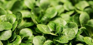 Rapunzel, Rapunzel oder einfach nur: Feldsalat Quelle: Pixabay.com