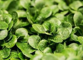 Rapunzel, Rapunzel oder einfach nur: Feldsalat Quelle: Pixabay.com