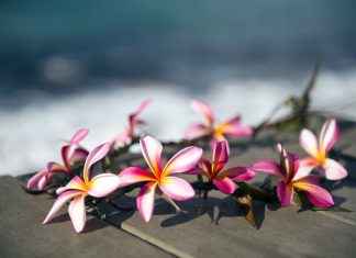 Mit Hawaiian Hula tanzend die Welt für sich entdecken Der Hula ist der traditionelle Tanz auf Hawaii. Quelle: Shutterstock.com