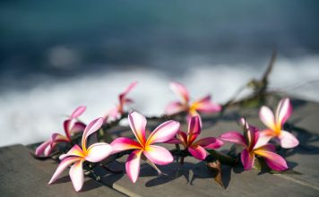 Mit Hawaiian Hula tanzend die Welt für sich entdecken Der Hula ist der traditionelle Tanz auf Hawaii. Quelle: Shutterstock.com
