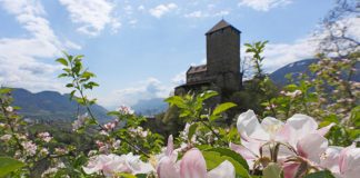 Südtirol – eine ganze Region im Obstblütenrausch Apfelblüte im Meraner Land. Bildquelle: Marketinggesellschaft Meran