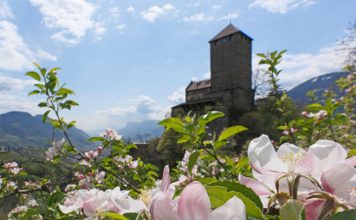 Südtirol – eine ganze Region im Obstblütenrausch Apfelblüte im Meraner Land. Bildquelle: Marketinggesellschaft Meran