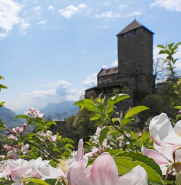 Südtirol – eine ganze Region im Obstblütenrausch Apfelblüte im Meraner Land. Bildquelle: Marketinggesellschaft Meran
