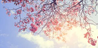 Die Frühlingsfarbe des Jahres: Pastell, am liebsten in Rosa und Hellblau Im Frühling finden sich auch in der Natur viele Töne in Pastell. Quelle: Shutterstock.com