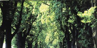 Deutsche Alleen entdecken Deutsche Alleen – unbedingt schützenswert. - Deutsche Alleenstraße e.V.