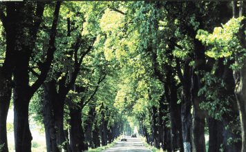 Deutsche Alleen entdecken Deutsche Alleen – unbedingt schützenswert. - Deutsche Alleenstraße e.V.