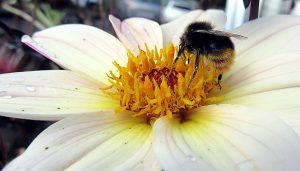 Das Bienensterben hat auch für den Menschen verheerende Auswirkungen. Quelle: pixabay.de