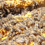 Bienenstock