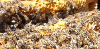 Bienensterben: Auch die Menschen leiden darunter Bienensterben. Quelle: Pixabay.de