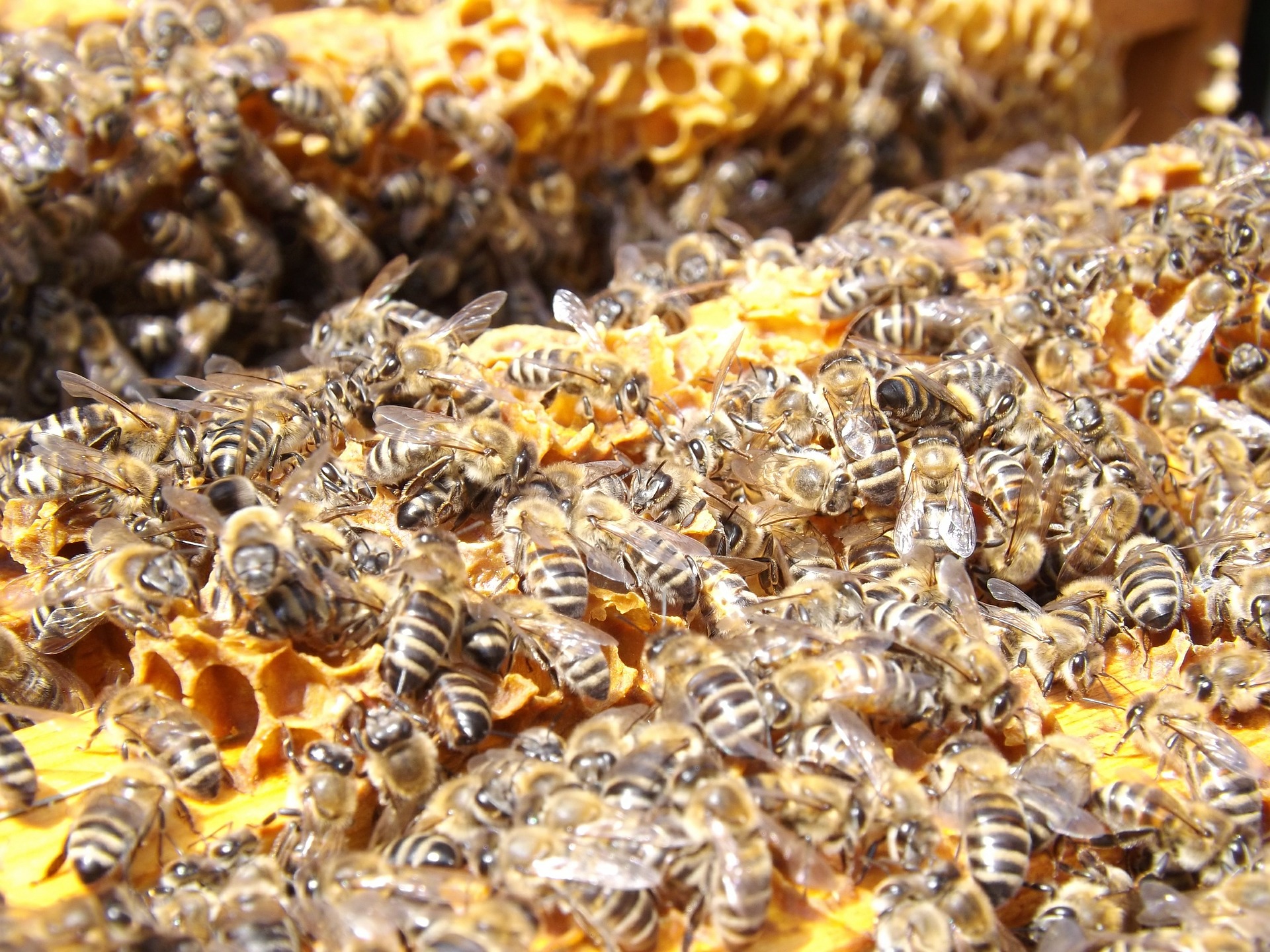 Das Bienensterben hat auch für den Menschen verheerende Auswirkungen. Quelle: pixabay.de