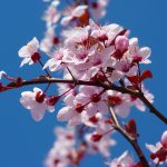 Kirschblüte-1