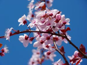Auch Doris Dörrie ließ sich von den hübschen Kirschblüten inspirieren. Quelle: Pixabay.com