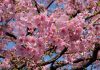 Das Kirschblütenfest – Hanami Kirschblütenfest. Quelle: Pixabay.com