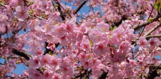 Das Kirschblütenfest – Hanami Kirschblütenfest. Quelle: Pixabay.com