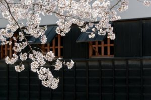 Das Kirschblütenfest ist heutzutage ein japanisches Volksfest, früher war dies ein Privileg der Adeligen. Quelle: Pixabay.com