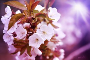 Die Kirschblüte: Ein Symbold für Leben und Vergänglichkeit. Quelle: Pixabay.com