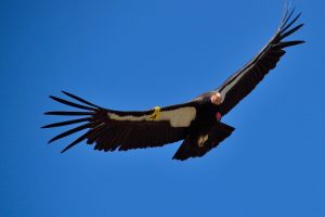 Langezeit verschwand der Schatten des Kondors aus den Gebirgslandschaften Kalifoniens. Quelle: Shutterstock.com