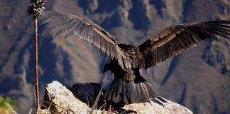 Der Kalifornische Kondor – Rückkehr eines Giganten Der nordamerikanische Kondor. Quelle: Shutterstock.com