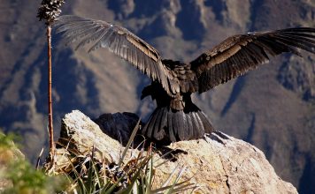 Der Kalifornische Kondor – Rückkehr eines Giganten Der nordamerikanische Kondor. Quelle: Shutterstock.com