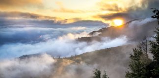 Lebertran – ein jahrtausende altes Volksmittel Quelle: Pixabay.de