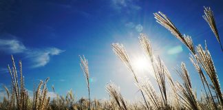 Wir brauchen es wie die Luft zum Atmen: Licht Licht hat einen wesentlichen Einfluss auf unsere Stimmung und unser Wohlbefinden. Quelle: Pixabay.de