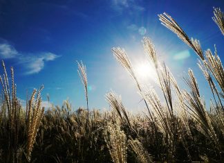 Wir brauchen es wie die Luft zum Atmen: Licht Licht hat einen wesentlichen Einfluss auf unsere Stimmung und unser Wohlbefinden. Quelle: Pixabay.de