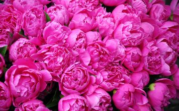 Pfingstrosen – Chinesische Heilpflanze seit 2000 Jahren Pfingstrosen. Quelle: Pixabay.com