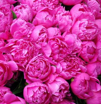 Pfingstrosen – Chinesische Heilpflanze seit 2000 Jahren Pfingstrosen. Quelle: Pixabay.com