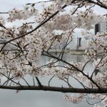 cherry-blossom-955814_1920