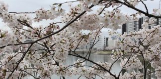 Zum Gedenken an die Opfer von Hiroshima Gedenken an die Opfer von Hiroshima. Quelle: pixabay.de