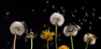 Woher kommt der Pustekuchen? Woher kommt der Pustekuchen. Quelle: pixabay.de